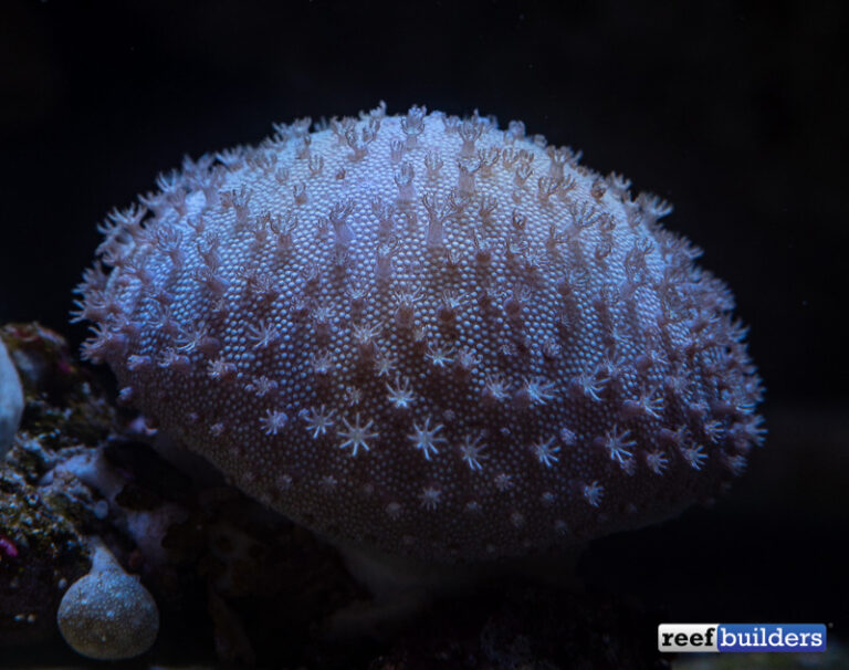 Picture of Rare 'Astro Leather' Coral Trickling Into the Reef Hobby | Reef ...