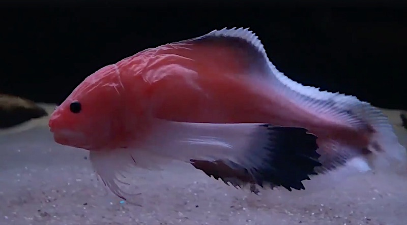 Deep Sea Snailfish