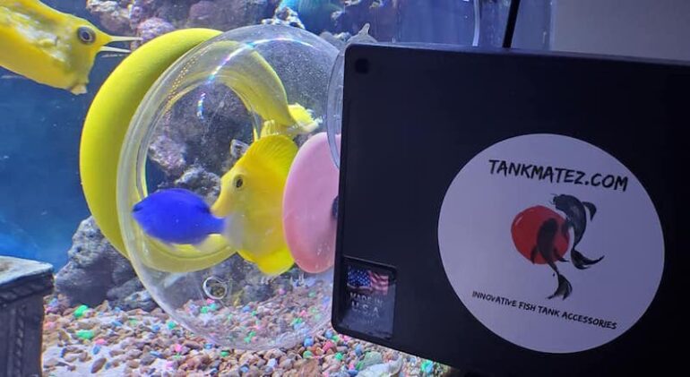 Tankmatez Came Up With A Very Innovative Bubble Fish Trap Reef Builders The Reef And Saltwater Aquarium Blog,Bittersweet Plant