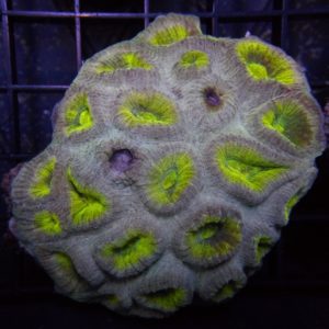 ORMA Teases the Motherlode of Colorful Fluted Moon Corals | Reef ...