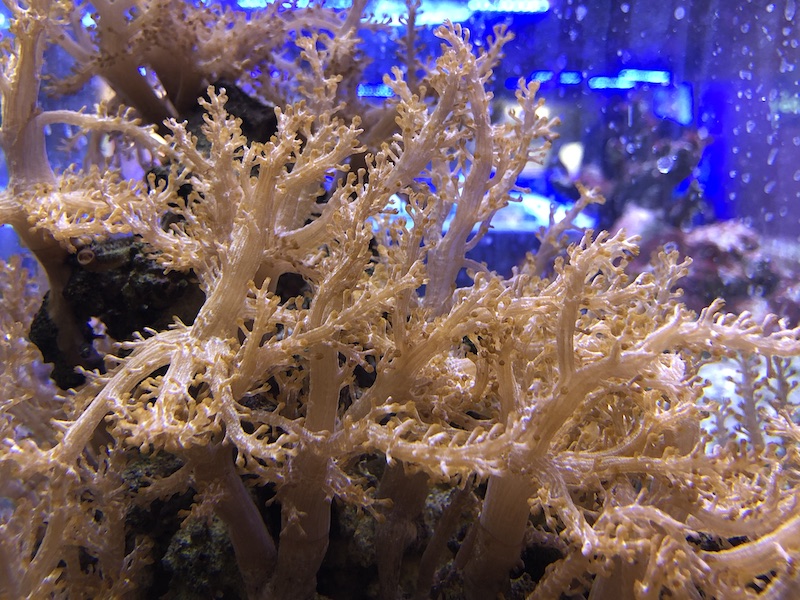 kenya tree coral frag