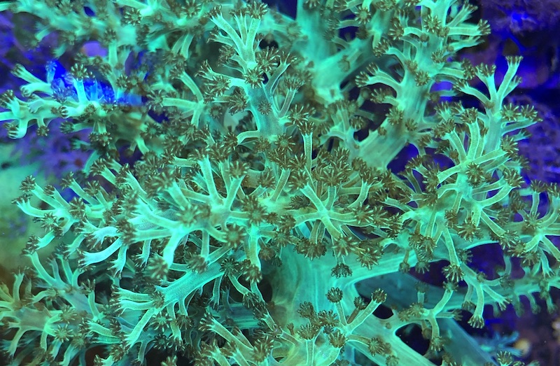 LIME GREEN Kenya Tree Coral Multi-Branched 1-2" Frag Soft Coral 
