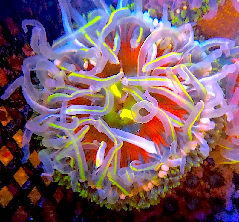 rainbow-bottom-anemone-aci-2.jpg