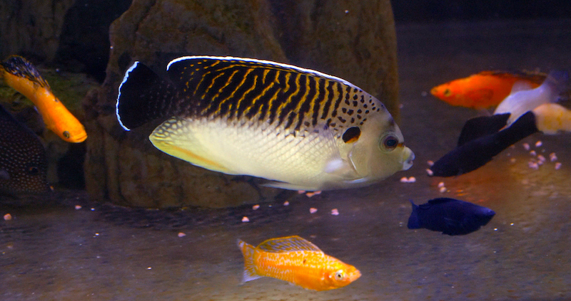 This is What Healthy Quarantined & Conditioned Fish Look Like [Video ...