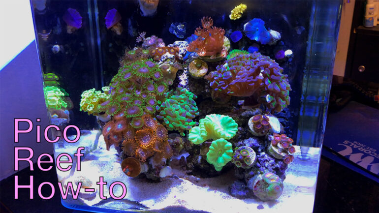 How to Pico Reef with Bobby Melton of Worldwide Corals [Video] | Reef ...