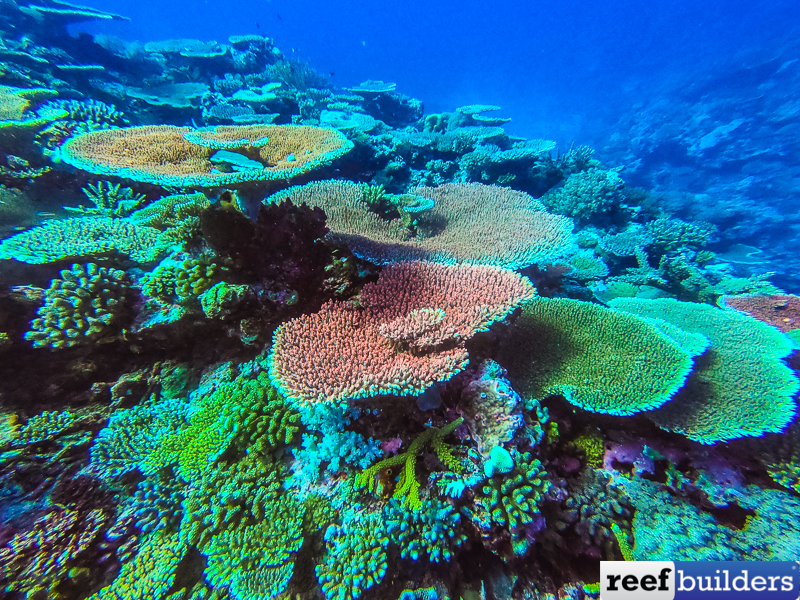 Strawberry Shortcake Acropora Coral