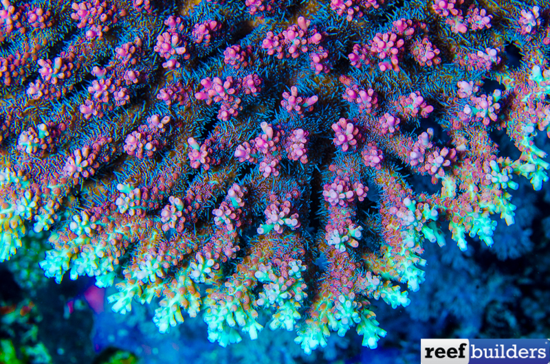 Strawberry Shortcake Acropora Coral