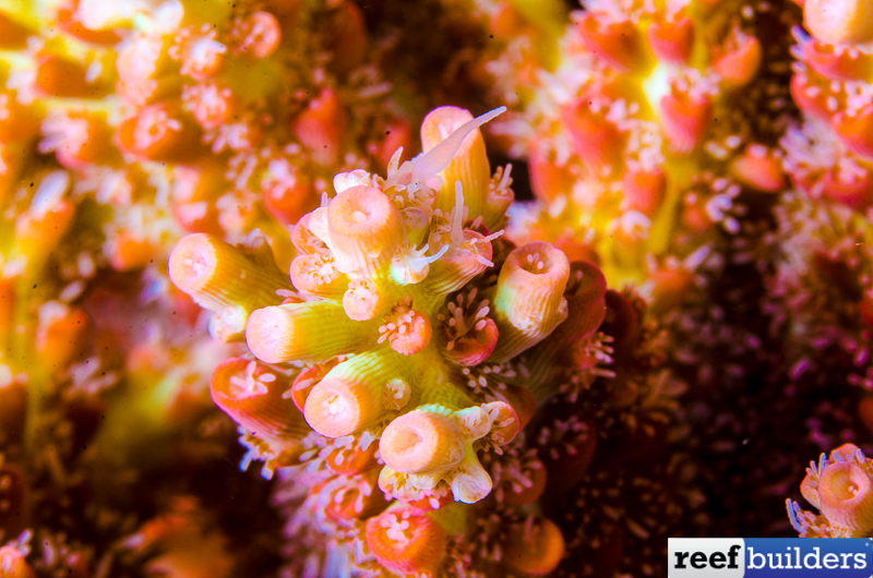 Strawberry Shortcake Acropora Coral