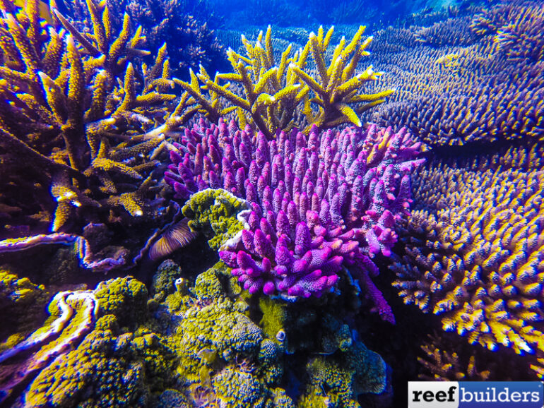 How to Identify Staghorn Coral