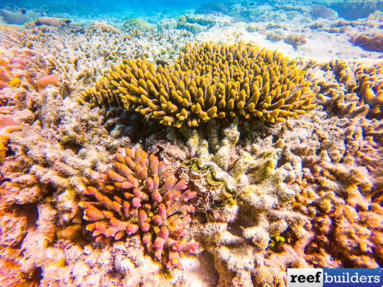 Acropora Spathulata Is The Iconic Australian Staghorn Coral | Reef ...