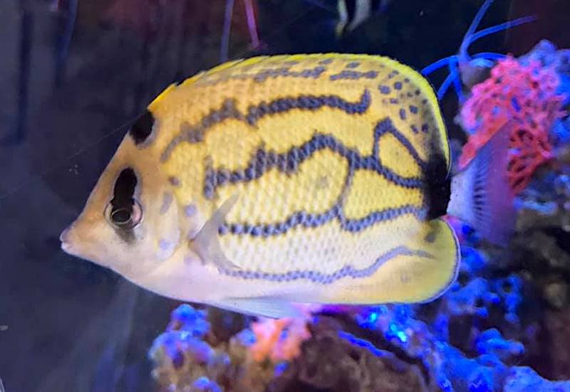 Blueline Butterflyfish Hybrid Still Going Strong After Four Years, Reef  Builders