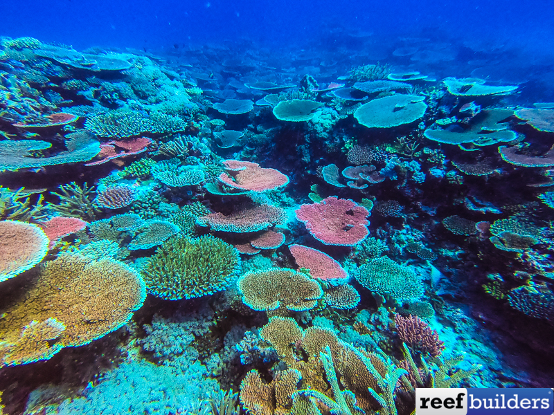 Coral reef that 'shouldn't exist' thrives off B.C.'s Pacific Ocean