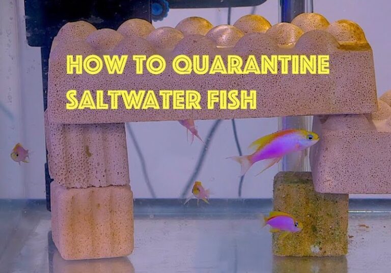 How to Set Up a Simple and Effective Quarantine Aquarium Reef