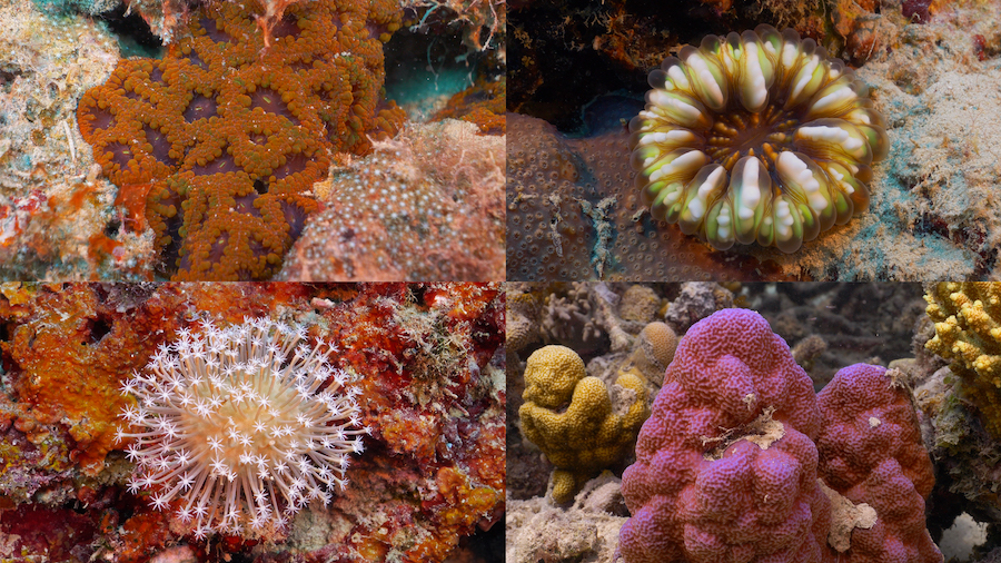 Take a Dive on a Solomon Island Sloping Reef Habitat | Reef Builders ...