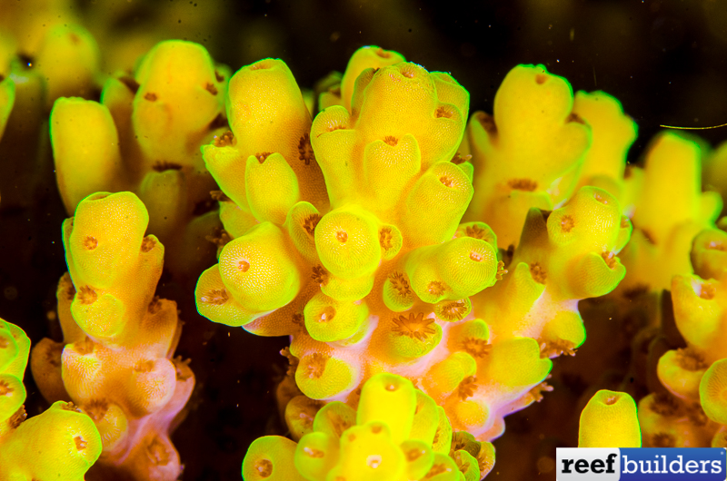 Acropora anthocercis, Another Champion Coral of the Outer Reef