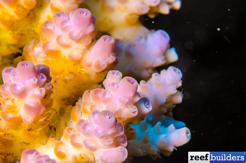 Acropora anthocercis, Another Champion Coral of the Outer Reef