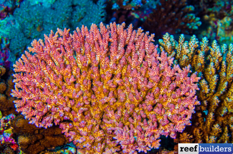 Acropora anthocercis, Another Champion Coral of the Outer Reef