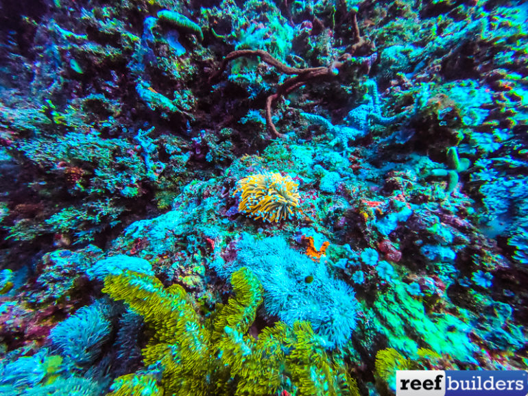 Indonesian Gold Torch Corals that GLOW in the Dark! Reef Builders The Reef and Saltwater