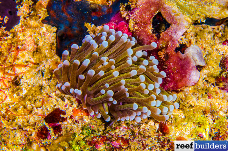 Indonesian Gold Torch Corals that GLOW in the Dark! Reef Builders