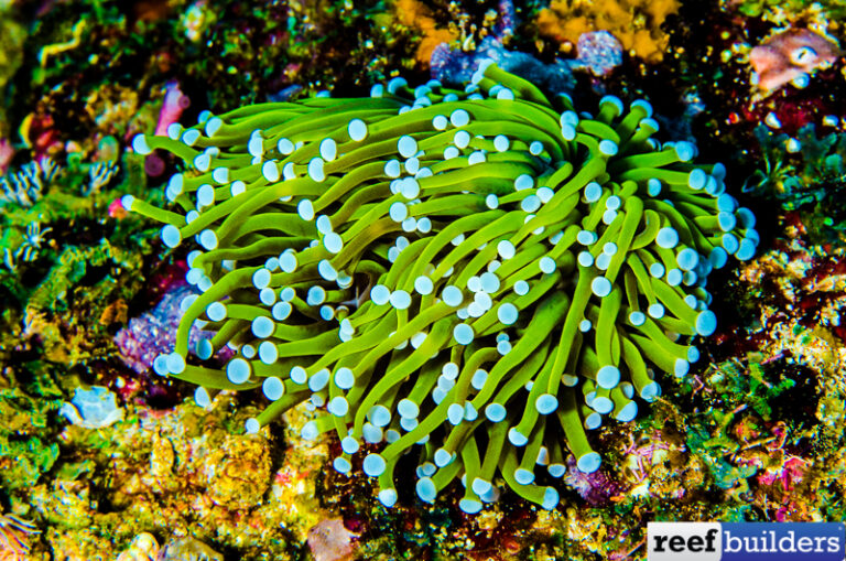 Gold Torch Anemone is Unlike Anything We’ve Ever Seen Reef Builders