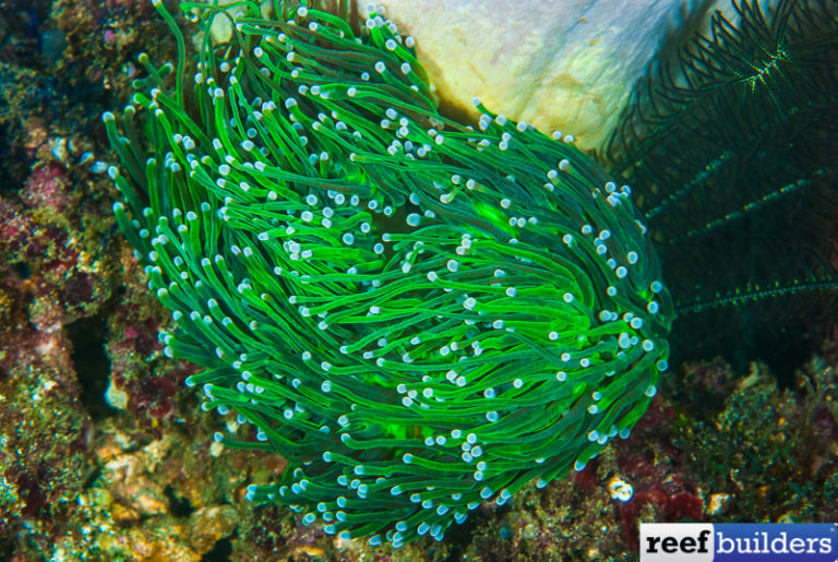 Indonesian Gold Torch Corals that GLOW in the Dark! Reef Builders