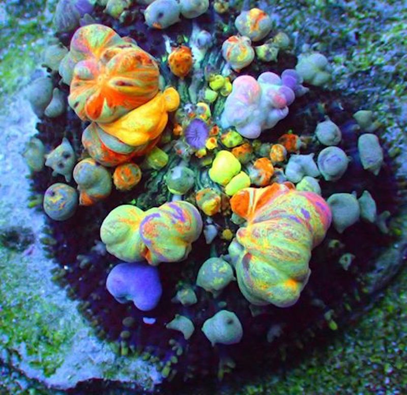 Hallelujah Bounce Shroom Is A Miracle Of Colorful Bubbles Reef Builders The Reef And Saltwater Aquarium Blog