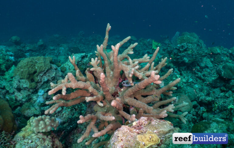 Isopora cylindrica - a Solomon Island Specialty, Reef Builders