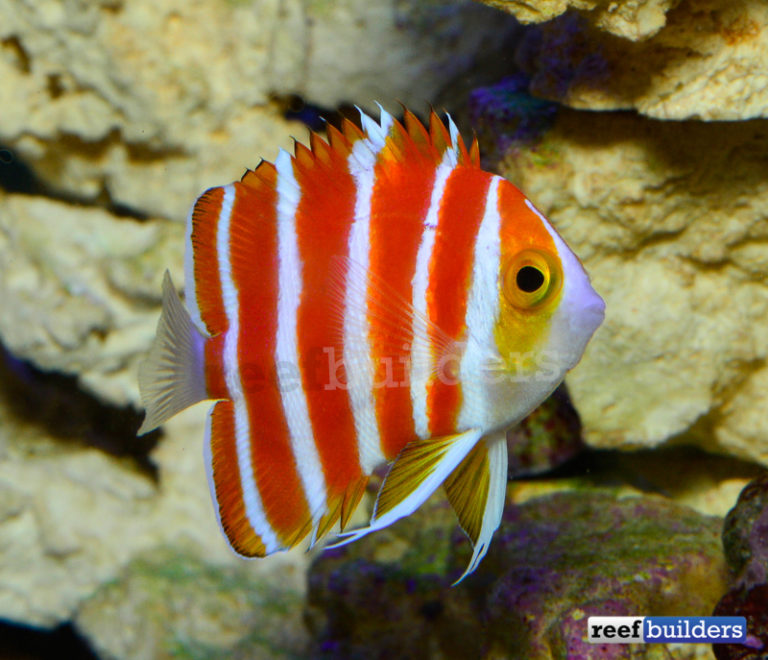 The Peppermint Angelfish at LiveAquaria | Reef Builders | The Reef and ...