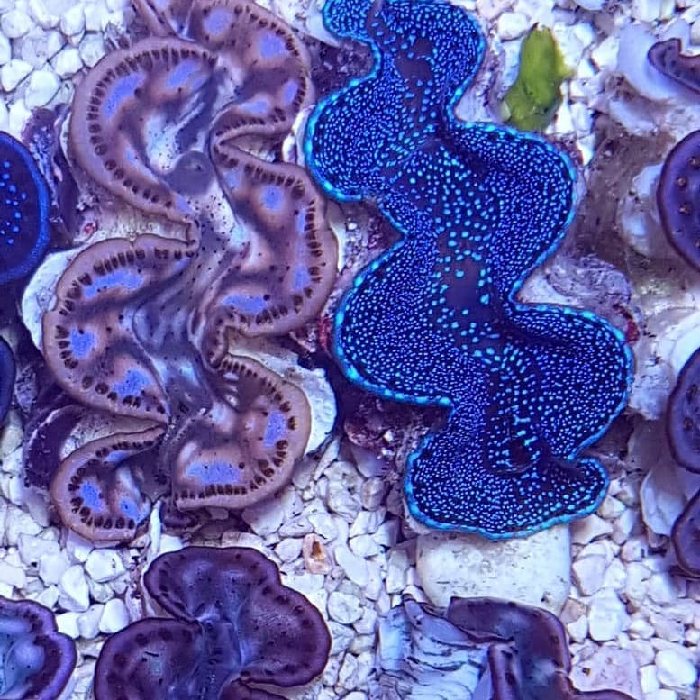 clam colors