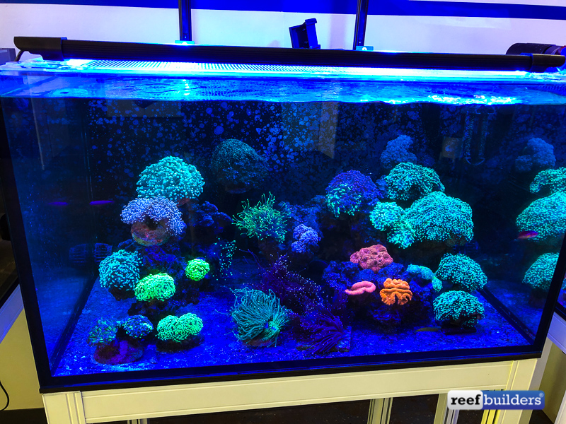 vho lighting for reef tank