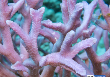 Category Ultra Coral Australia Reef Builders The Reef And