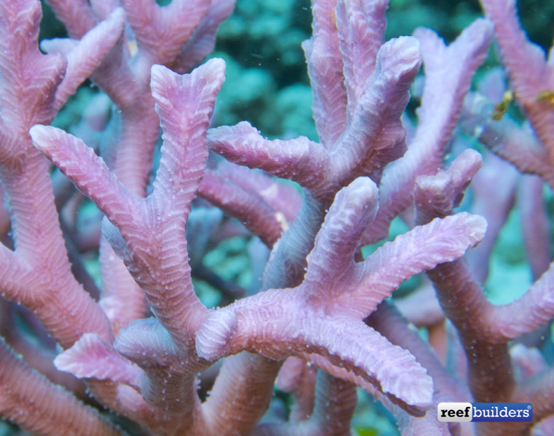 Paraclavarina triangularis, Another Underrated Coral Beauty | Reef ...