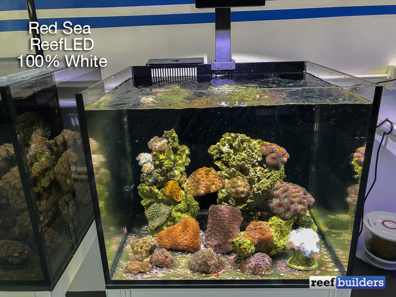 Red Sea ReefLED Review; the Best First-Generation LED Light to