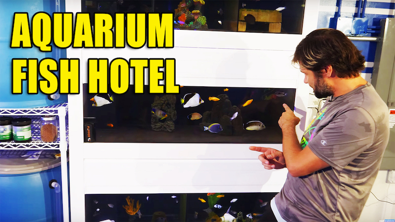 All the Fish in the Reef Builders Aquarium Hotel [Video], Reef Builders