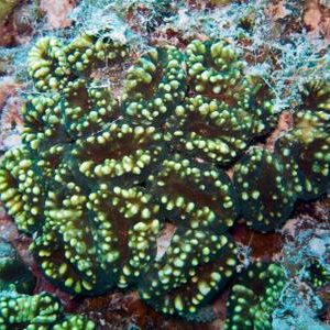 Acanthastrea pachysepta: Your Orange Lobo is most Likely an Acan ...