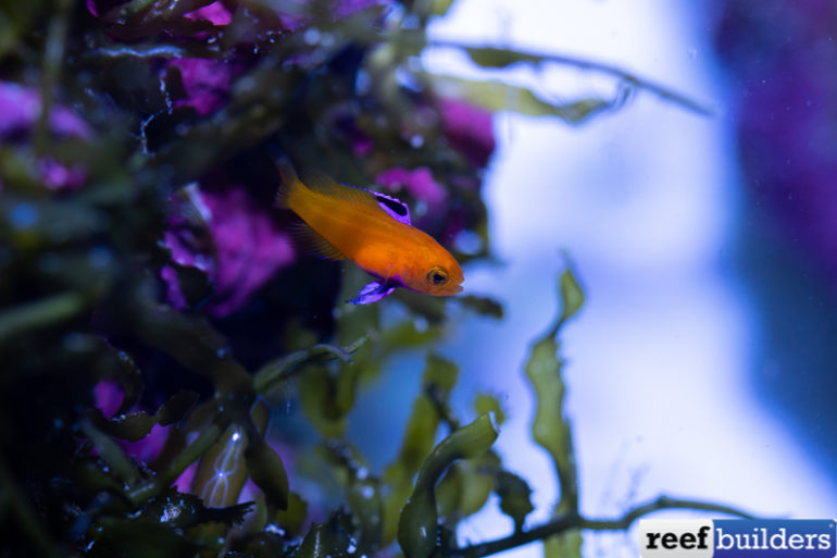 France’s Marineland Has Rare Captive Breeding of Gramma Dejongi | Reef ...