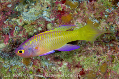 First Live Photos of Rare Deepwater Grammatonotus xanthostigma | Reef ...