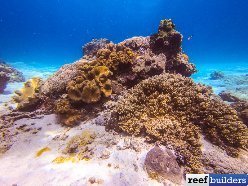 Coral Reefs are Changing in Substantial Ways | Reef Builders | The Reef ...