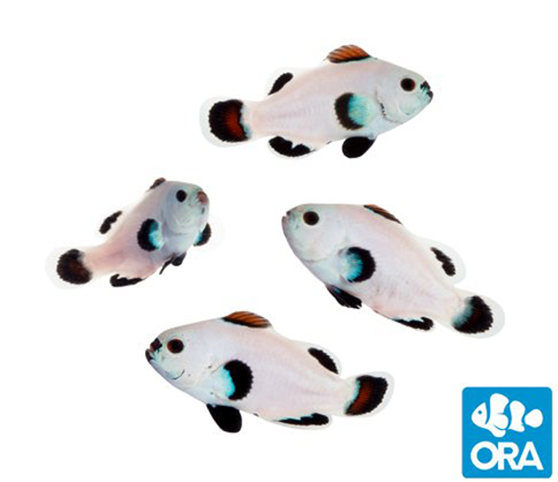 Snow Storm Clownfish Have A Dash Of Blue Reef Builders The Reef And Saltwater Aquarium Blog