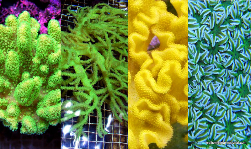 We Really Do Miss the Soft Corals from Fiji | Reef Builders | The Reef ...