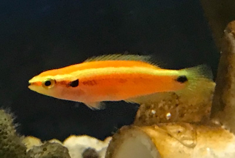 Captive Bred Sunrise Hogfish Available from Hawaiian Reefer Reef