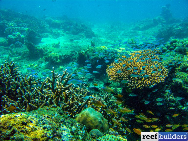 Coral-Bacteria Communities are WAY More Important than Anyone Thought ...