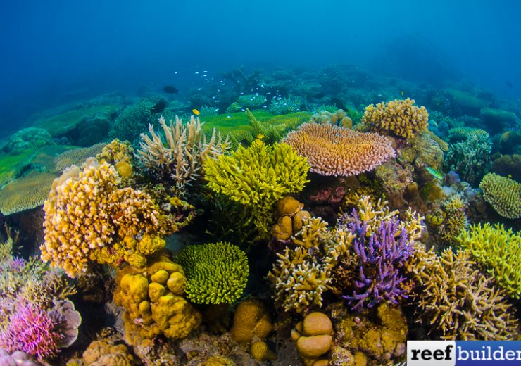 Tag: new reefs | Reef Builders | The Reef and Saltwater Aquarium Blog