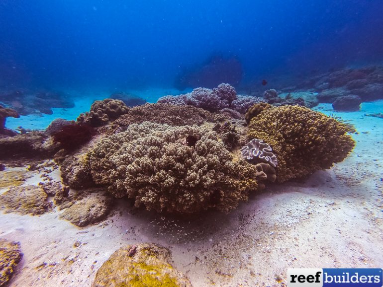 New Discoveries of the Relationship Between Corals & Bacteria | Reef ...