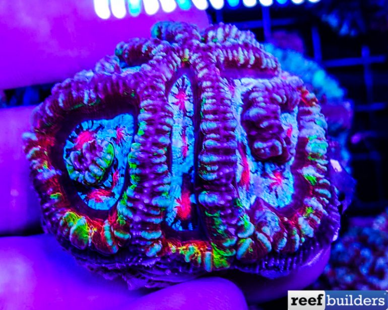 Not All Wilsoni Corals are the Same | Reef Builders | The Reef and ...