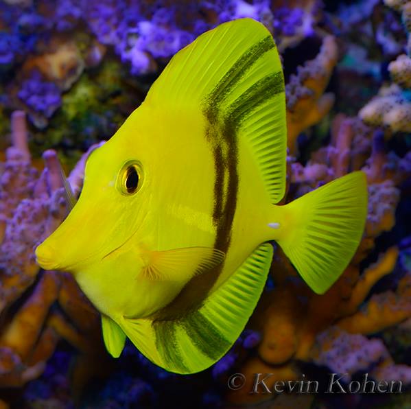 yellow tropical fish with black stripes