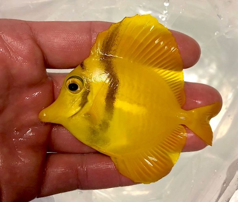 Black Belt Yellow Tang is a Fun Remix of the Iconic Reef Fish Reef Builders The Reef and