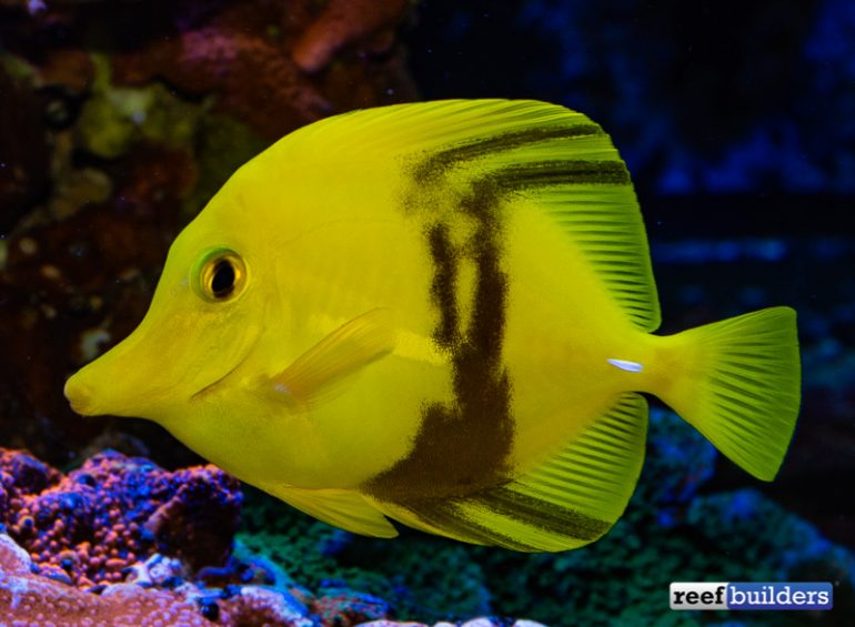 Black Belt Yellow Tang is a Fun Remix of the Iconic Reef Fish | Reef ...