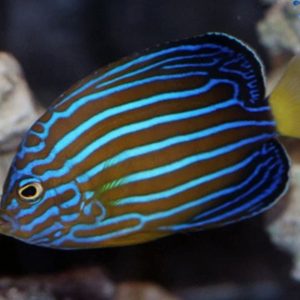 Blue Phantom Angelfish Hybrid Announced by Poma Labs | Reef Builders ...