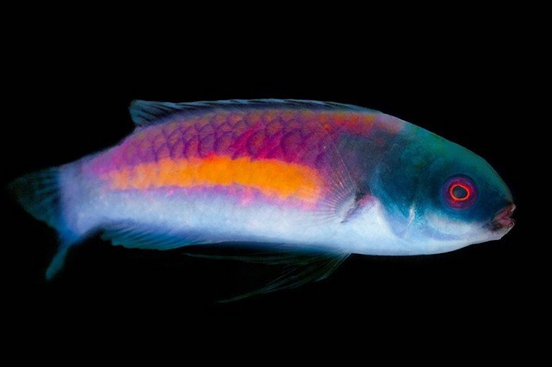 Yellow Flanked Fairy Wrasse – Canada Corals